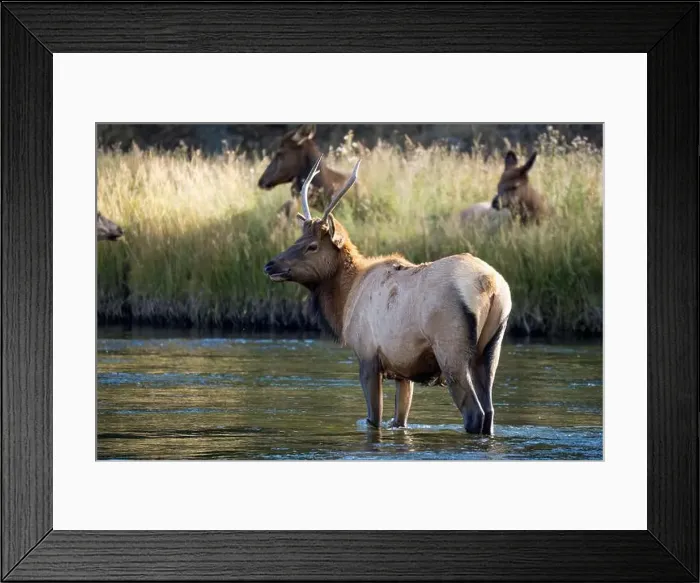 Framed Print : a male Elk (Cervus canadensis) standing in a river, with a herd of females Framed Print : a male Elk (Cervus canadensis) standing in a river, with a herd of females