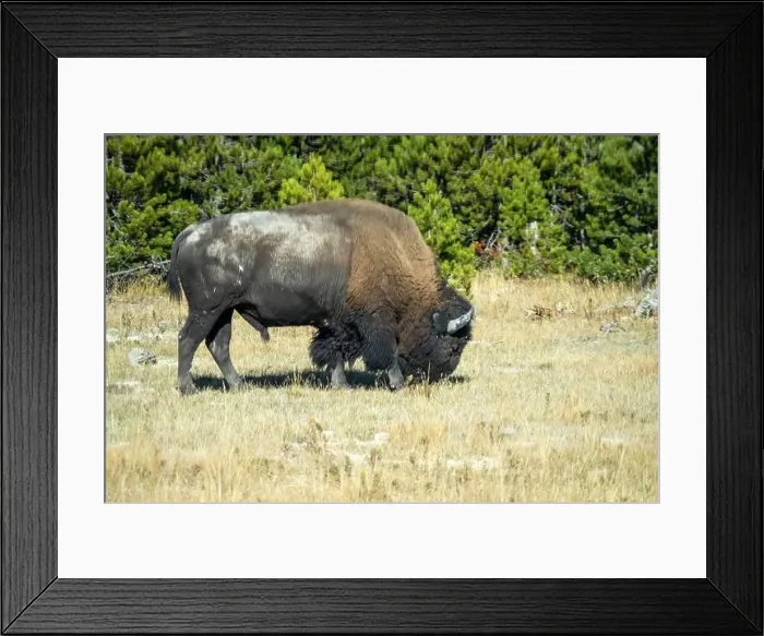 Framed Print : close-up of wild American Bison, Yellowstone National Park USA