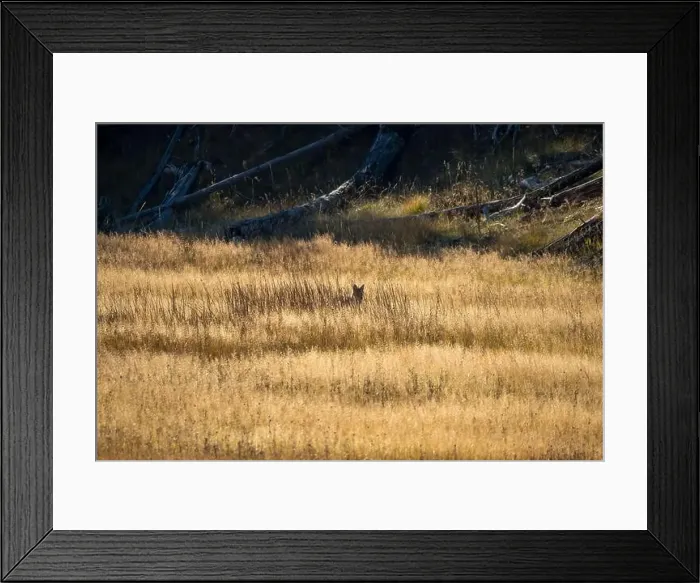 Framed Print : wild coyote (Canis latrans), also known as the American jackal Framed Print : wild coyote (Canis latrans), also known as the American jackal