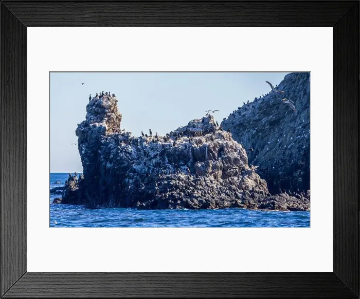 Framed Print : Bird Rocks in Channel Islands, California Framed Print : Bird Rocks in Channel Islands, California