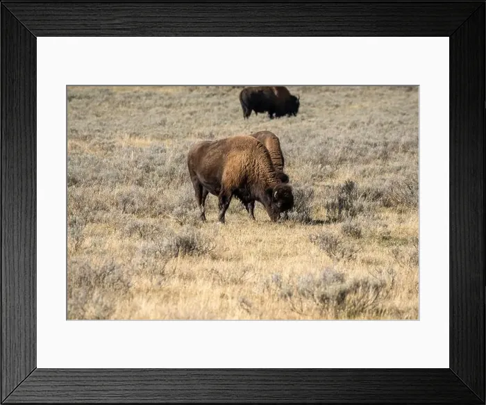 Framed Print : close-up of wild American Bison, Yellowstone National Park USA Framed Print : close-up of wild American Bison, Yellowstone National Park USA