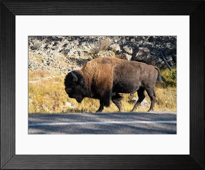 Framed Print : close-up of a large wild America Bison Framed Print : close-up of a large wild America Bison