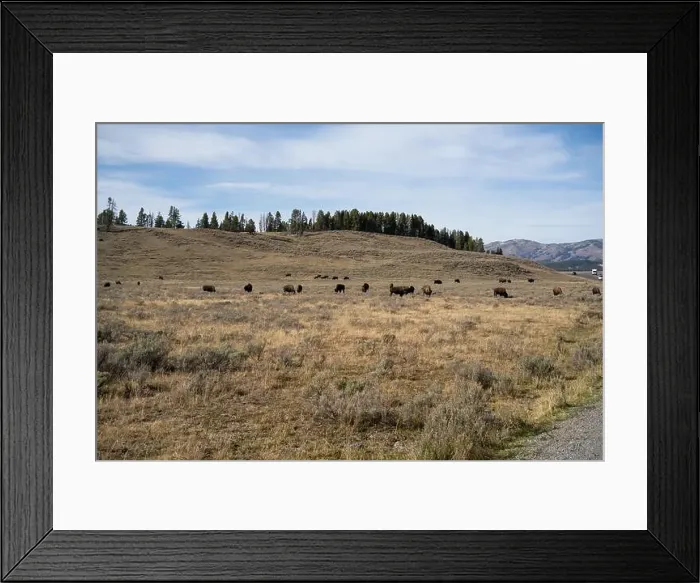 Framed Print : close-up of wild American Bison, Yellowstone National Park USA Framed Print : close-up of wild American Bison, Yellowstone National Park USA