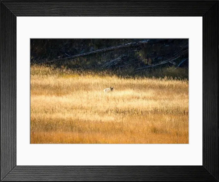 Framed Print : wild coyote (Canis latrans), also known as the American jackal Framed Print : wild coyote (Canis latrans), also known as the American jackal
