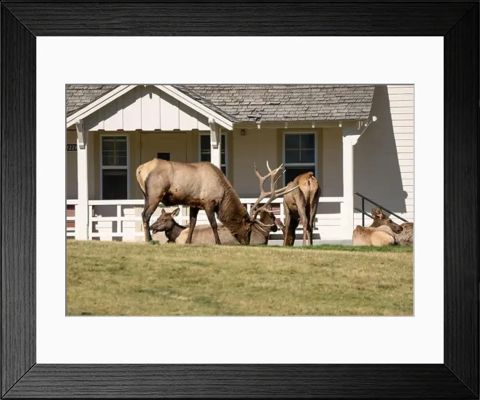 Framed Print : close-up of magnificent male Elk (Cervus canadensis) with a herd of females in front of beige office building