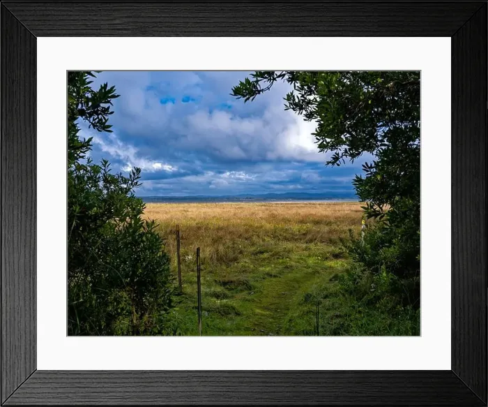 Framed Print : A hiking trail on the edge of the forest at Leadbetter Point State Park in Washington, USA Framed Print : A hiking trail on the edge of the forest at Leadbetter Point State Park in Washington, USA