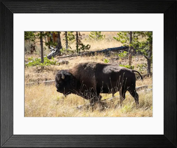 Framed Print : close-up of wild American Bison, Yellowstone National Park USA Framed Print : close-up of wild American Bison, Yellowstone National Park USA