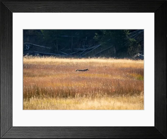 Framed Print : wild coyote (Canis latrans), also known as the American jackal Framed Print : wild coyote (Canis latrans), also known as the American jackal