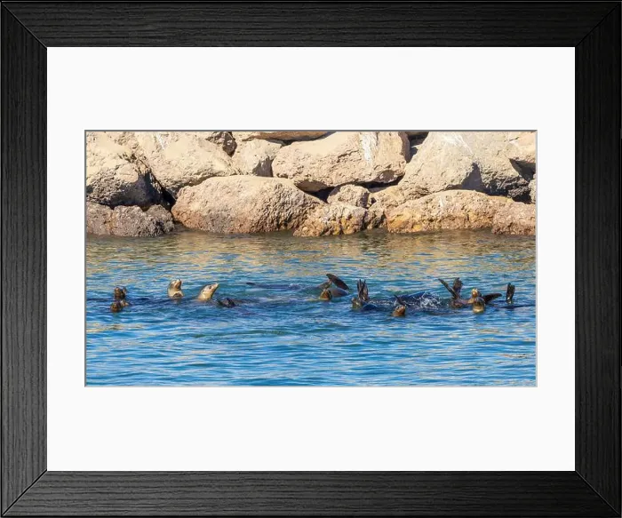 Framed Print : Sea Lions in the Channel Islands Harbor, California Framed Print : Sea Lions in the Channel Islands Harbor, California