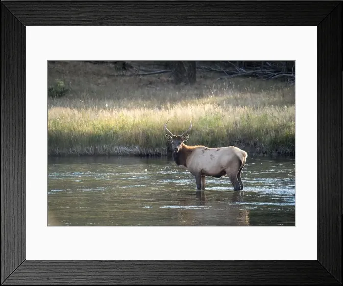 Framed Print : a male Elk (Cervus canadensis) standing in a river, with a herd of females Framed Print : a male Elk (Cervus canadensis) standing in a river, with a herd of females