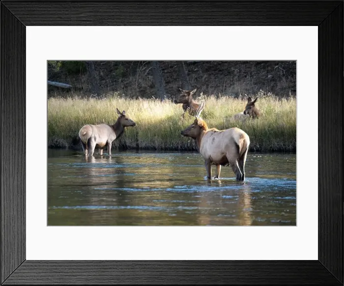 Framed Print : a male Elk (Cervus canadensis) standing in a river, with a herd of females Framed Print : a male Elk (Cervus canadensis) standing in a river, with a herd of females