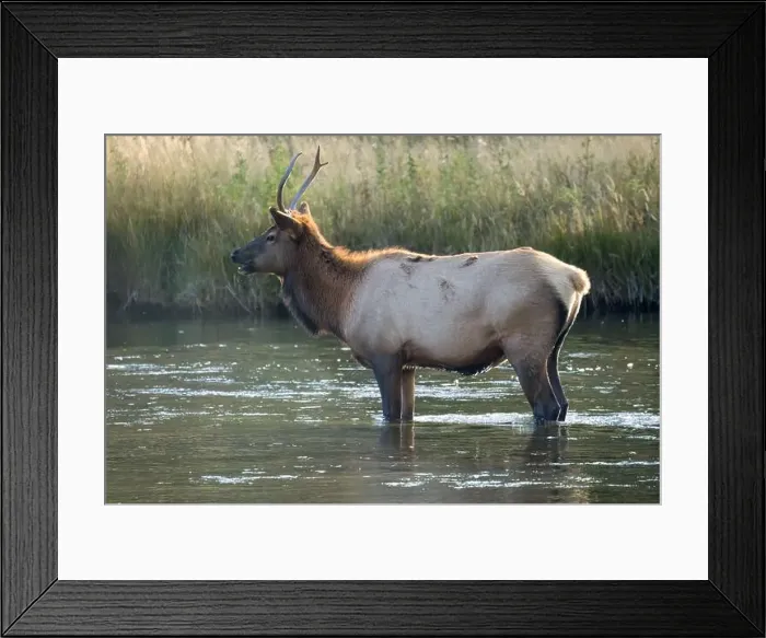 Framed Print : a male Elk (Cervus canadensis) standing in a river, with a herd of females Framed Print : a male Elk (Cervus canadensis) standing in a river, with a herd of females