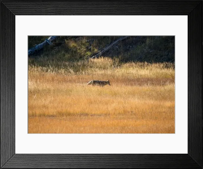 Framed Print : wild coyote (Canis latrans), also known as the American jackal Framed Print : wild coyote (Canis latrans), also known as the American jackal
