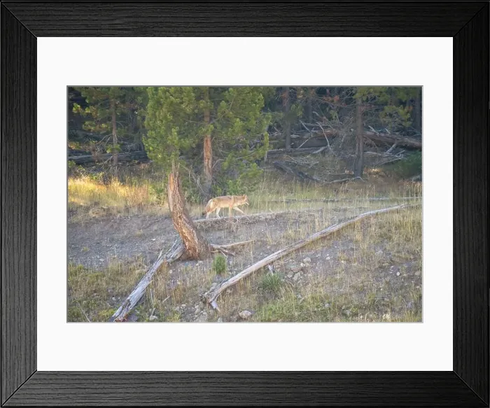 Framed Print : wild coyote (Canis latrans), also known as the American jackal Framed Print : wild coyote (Canis latrans), also known as the American jackal