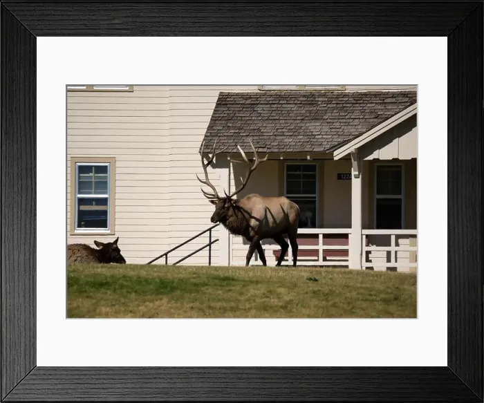 Framed Print : close-up of magnificent male Elk (Cervus canadensis) with a herd of females in front of beige office building Framed Print : close-up of magnificent male Elk (Cervus canadensis) with a herd of females in front of beige office building