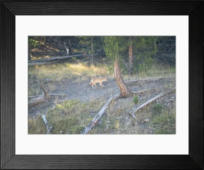 Framed Print : wild coyote (Canis latrans), also known as the American jackal Framed Print : wild coyote (Canis latrans), also known as the American jackal