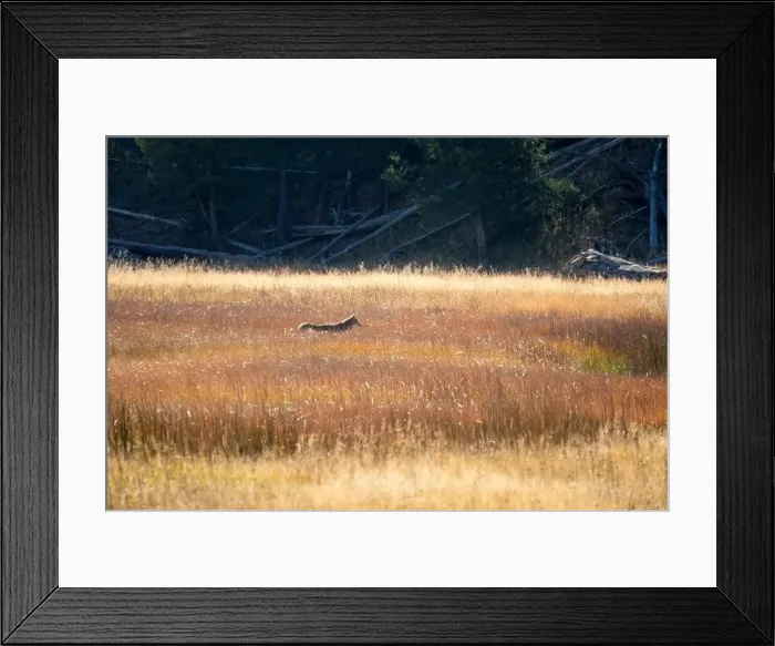 Framed Print : wild coyote (Canis latrans), also known as the American jackal Framed Print : wild coyote (Canis latrans), also known as the American jackal