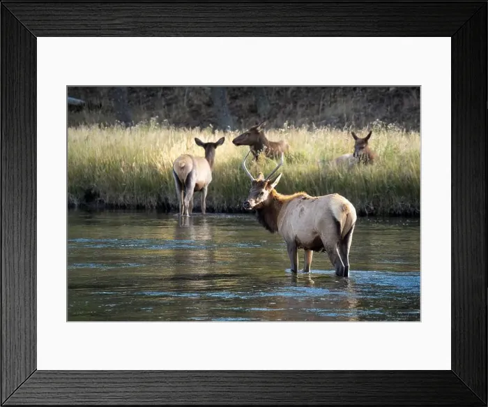 Framed Print : a male Elk (Cervus canadensis) standing in a river, with a herd of females Framed Print : a male Elk (Cervus canadensis) standing in a river, with a herd of females
