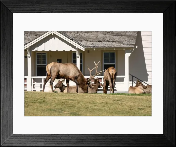 Framed Print : close-up of magnificent male Elk (Cervus canadensis) with a herd of females in front of beige office building Framed Print : close-up of magnificent male Elk (Cervus canadensis) with a herd of females in front of beige office building