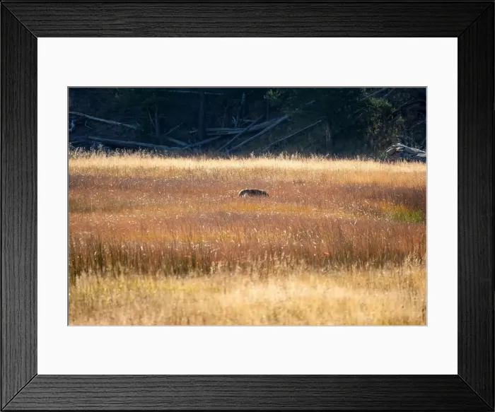 Framed Print : wild coyote (Canis latrans), also known as the American jackal Framed Print : wild coyote (Canis latrans), also known as the American jackal
