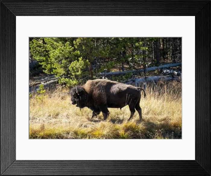 Framed Print : close-up of wild American Bison, Yellowstone National Park USA Framed Print : close-up of wild American Bison, Yellowstone National Park USA
