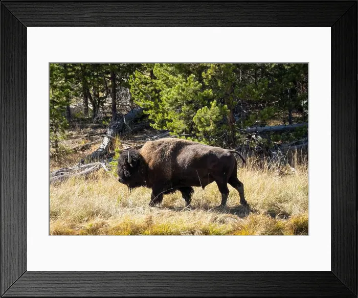 Framed Print : close-up of wild American Bison, Yellowstone National Park USA Framed Print : close-up of wild American Bison, Yellowstone National Park USA