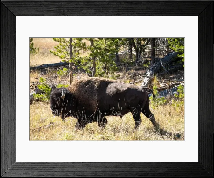 Framed Print : close-up of wild American Bison, Yellowstone National Park USA Framed Print : close-up of wild American Bison, Yellowstone National Park USA