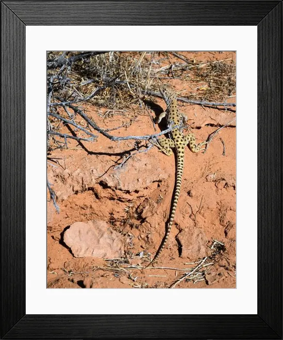 Framed Print : Long-nosed leopard lizard (Gambelia wislizenii) on red sandstone in brush at Arches National Park Utah Framed Print : Long-nosed leopard lizard (Gambelia wislizenii) on red sandstone in brush at Arches National Park Utah