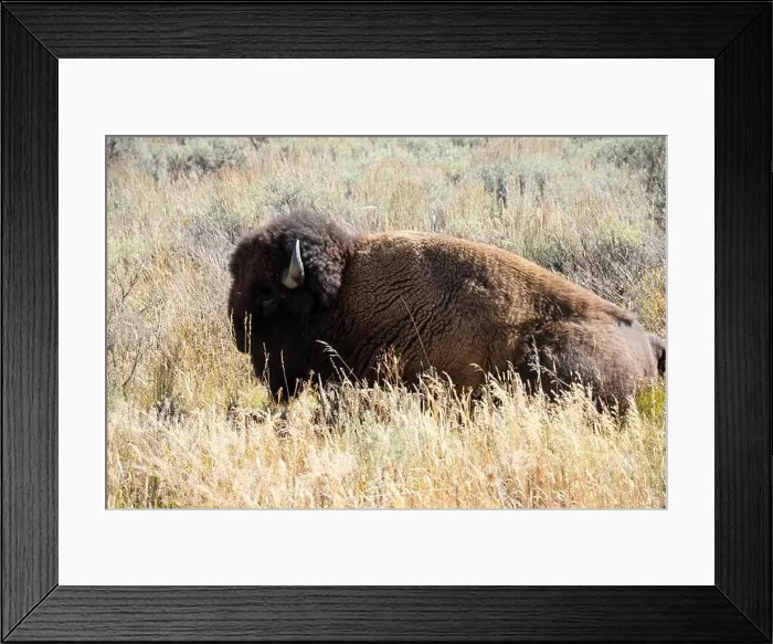Framed Print : close-up of wild American Bison, Yellowstone National Park USA Framed Print : close-up of wild American Bison, Yellowstone National Park USA