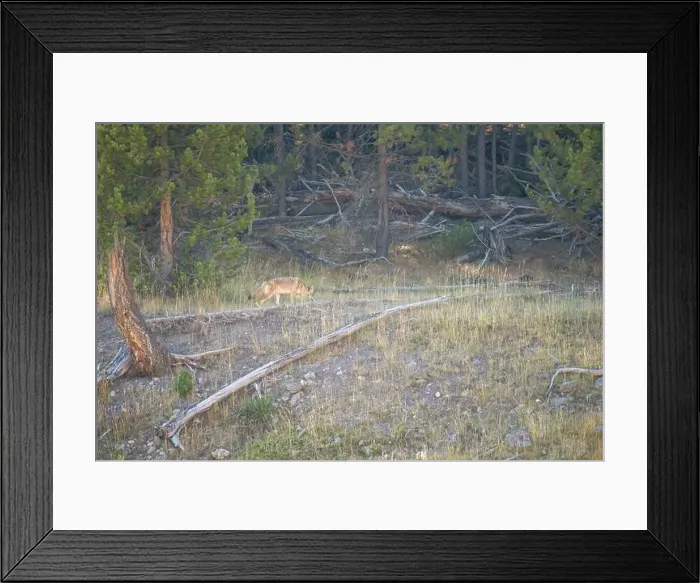 Framed Print : wild coyote (Canis latrans), also known as the American jackal Framed Print : wild coyote (Canis latrans), also known as the American jackal