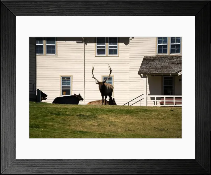 Framed Print : close-up of magnificent male Elk (Cervus canadensis) with a herd of females in front of beige office building Framed Print : close-up of magnificent male Elk (Cervus canadensis) with a herd of females in front of beige office building