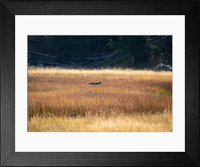Framed Print : wild coyote (Canis latrans), also known as the American jackal Framed Print : wild coyote (Canis latrans), also known as the American jackal
