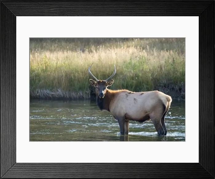 Framed Print : a male Elk (Cervus canadensis) standing in a river Framed Print : a male Elk (Cervus canadensis) standing in a river