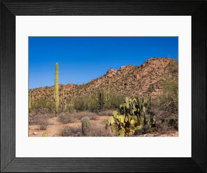 Framed Print : Saguaro Cactus in the Sonoran Desert near Tucson AZ Framed Print : Saguaro Cactus in the Sonoran Desert near Tucson AZ