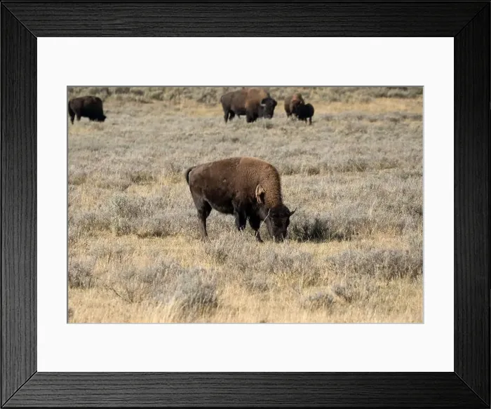 Framed Print : close-up of wild American Bison, Yellowstone National Park USA Framed Print : close-up of wild American Bison, Yellowstone National Park USA