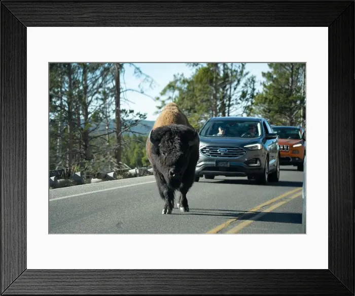 Framed Print : close-up of wild American Bison, Yellowstone National Park USA Framed Print : close-up of wild American Bison, Yellowstone National Park USA