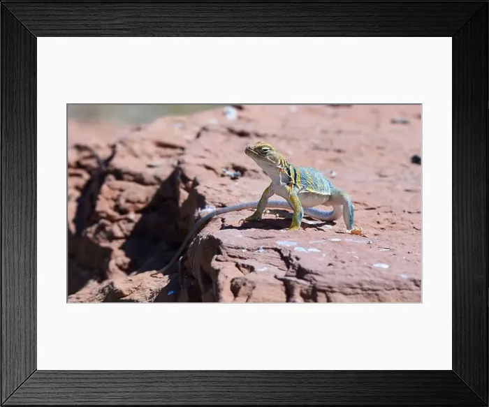 Framed Print : Eastern Collared Lizard (Crotaphytus collaris) in rocky habitat of Southern Utah Framed Print : Eastern Collared Lizard (Crotaphytus collaris) in rocky habitat of Southern Utah