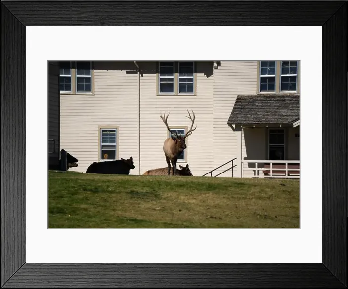Framed Print : close-up of magnificent male Elk (Cervus canadensis) with a herd of females in front of beige office building Framed Print : close-up of magnificent male Elk (Cervus canadensis) with a herd of females in front of beige office building