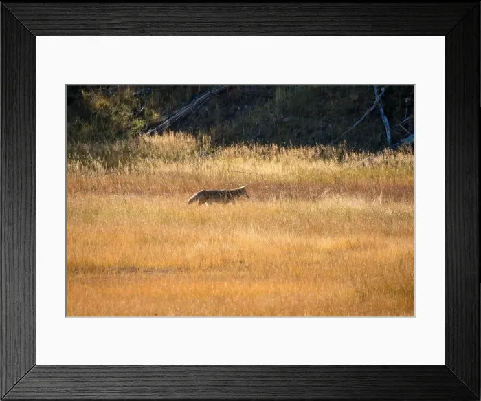 Framed Print : wild coyote (Canis latrans), also known as the American jackal Framed Print : wild coyote (Canis latrans), also known as the American jackal