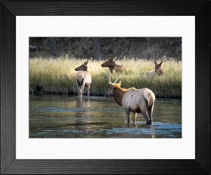 Framed Print : a male Elk (Cervus canadensis) standing in a river, with a herd of females Framed Print : a male Elk (Cervus canadensis) standing in a river, with a herd of females