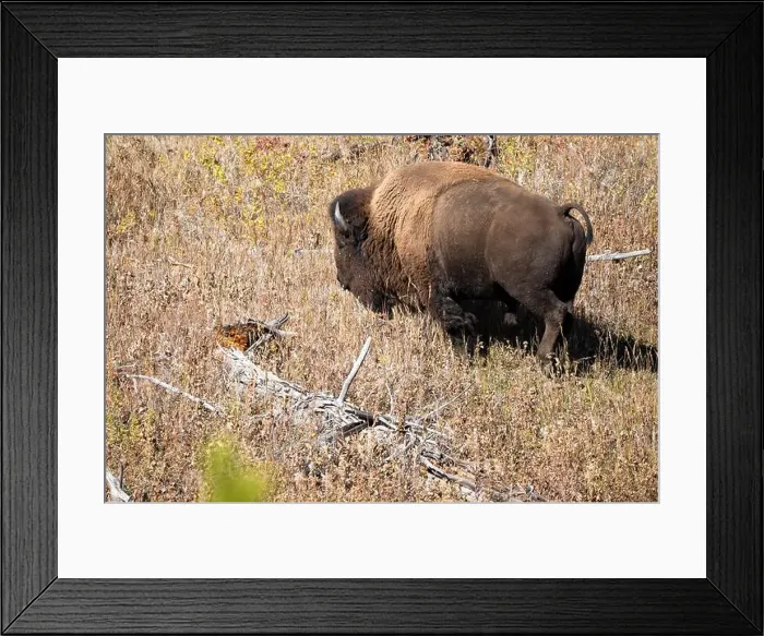 Framed Print : close-up of wild American Bison, Yellowstone National Park USA Framed Print : close-up of wild American Bison, Yellowstone National Park USA