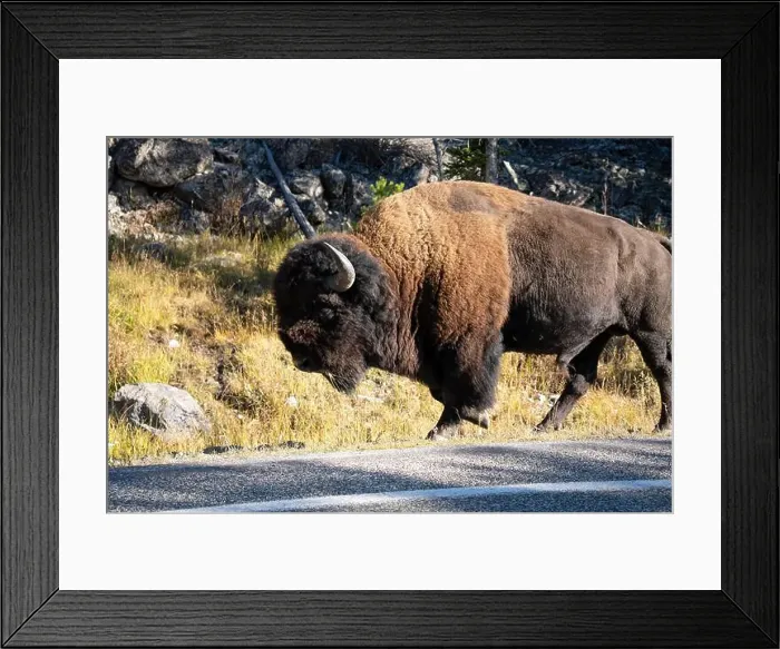 Framed Print : close-up of a large wild America Bison Framed Print : close-up of a large wild America Bison