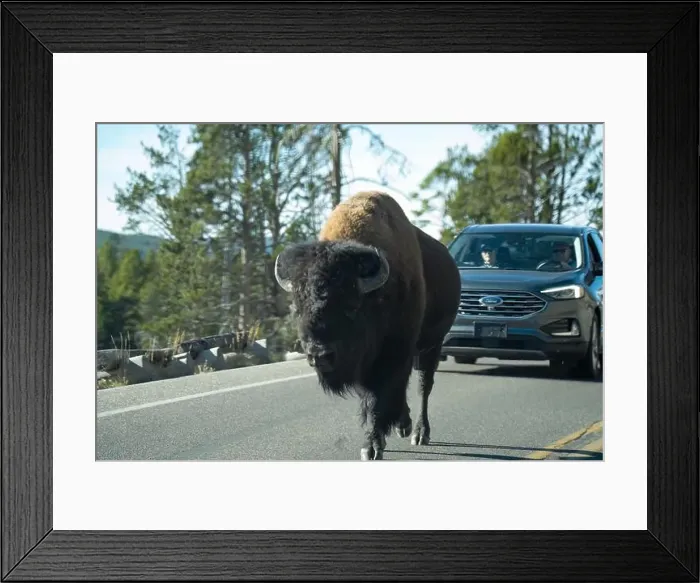 Framed Print : close-up of wild American Bison, Yellowstone National Park USA Framed Print : close-up of wild American Bison, Yellowstone National Park USA