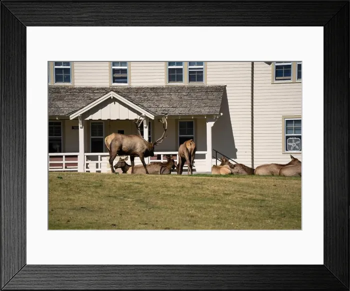 Framed Print : close-up of magnificent male Elk (Cervus canadensis) with a herd of females in front of beige office building Framed Print : close-up of magnificent male Elk (Cervus canadensis) with a herd of females in front of beige office building