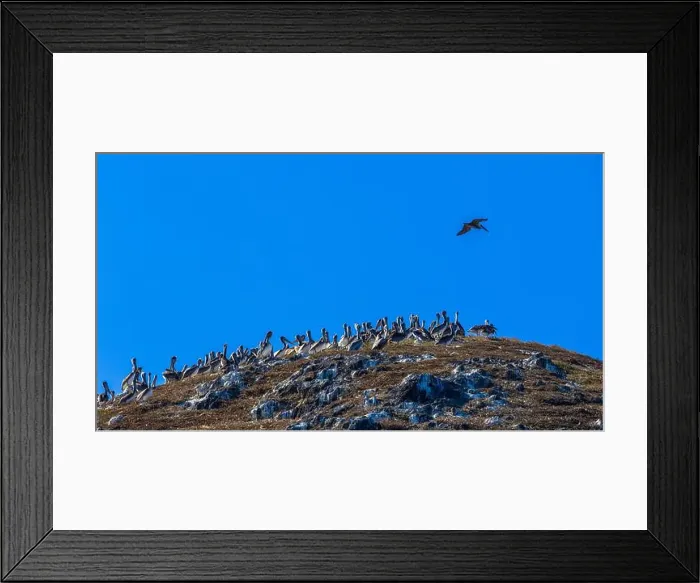 Framed Print : Bird Rocks in Channel Islands, California Framed Print : Bird Rocks in Channel Islands, California