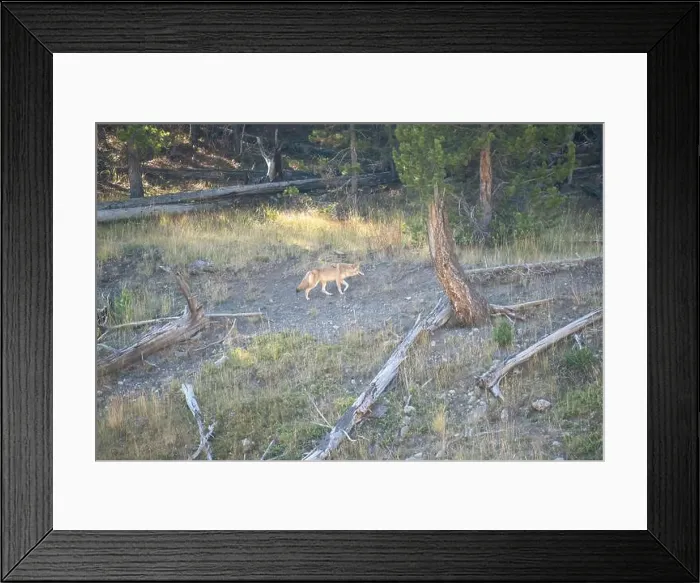Framed Print : wild coyote (Canis latrans), also known as the American jackal Framed Print : wild coyote (Canis latrans), also known as the American jackal