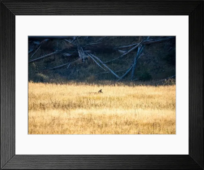 Framed Print : wild coyote (Canis latrans), also known as the American jackal Framed Print : wild coyote (Canis latrans), also known as the American jackal
