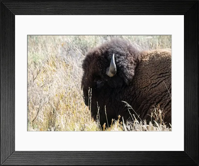 Framed Print : close-up of wild American Bison, Yellowstone National Park USA Framed Print : close-up of wild American Bison, Yellowstone National Park USA