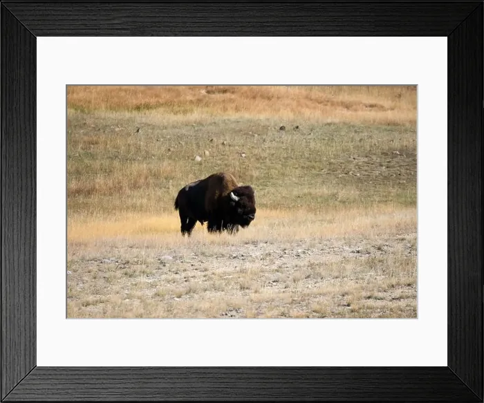 Framed Print : close-up of a large wild America Bison Framed Print : close-up of a large wild America Bison