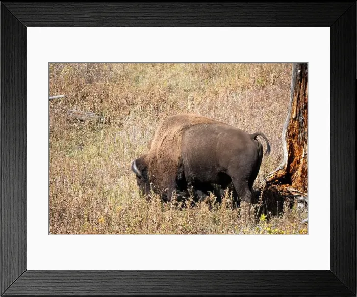 Framed Print : close-up of wild American Bison, Yellowstone National Park USA Framed Print : close-up of wild American Bison, Yellowstone National Park USA
